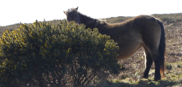 b_017_012_ContisburyCommon_Ponies