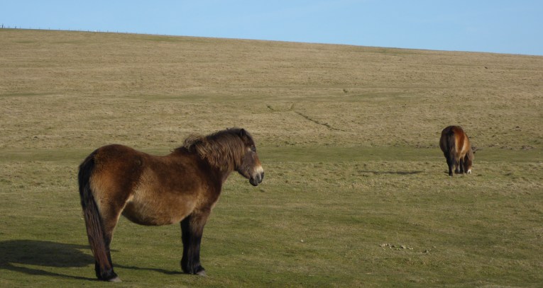b_017_017_ContisburyCommon_Ponies