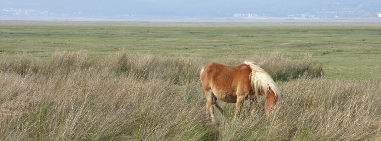 b_033_085_Crofty_Ponies