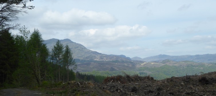 b_061_156_Llennyrch_Forest