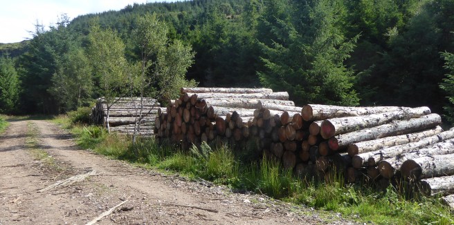 b_127_215_Carsaig_ForestStackedLogs