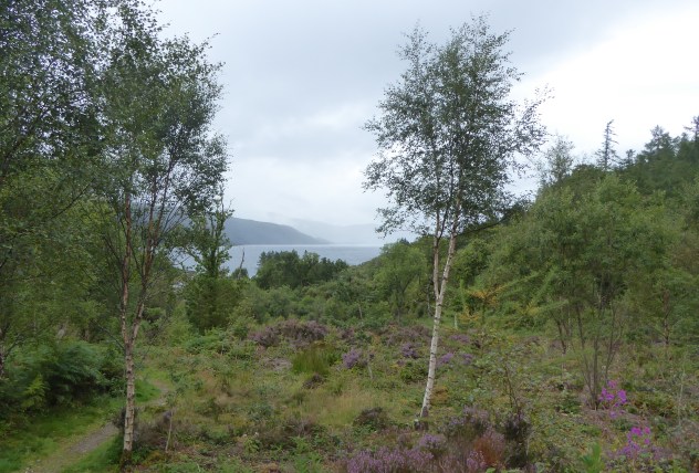 b_139_003_SaileanNanCuileag_Forest