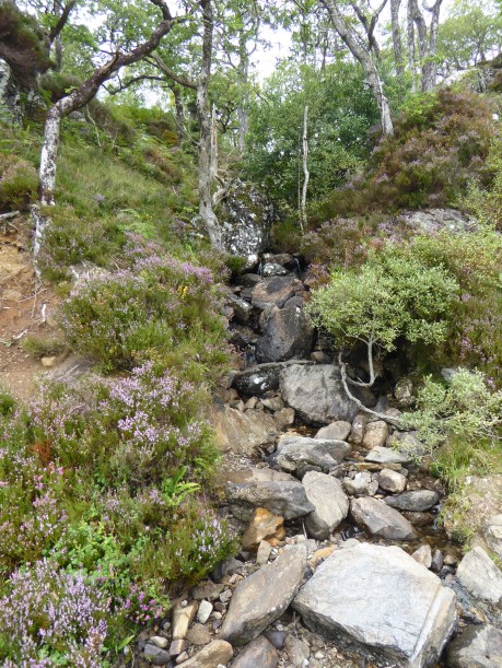 b_139_009_Glenborrodale_NatureReserve